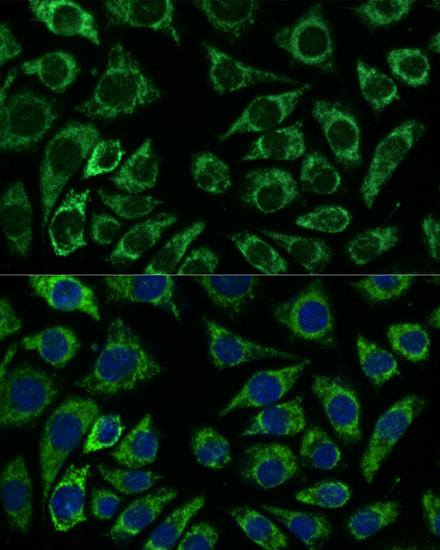 Immunofluorescence analysis of L929 cells using IDH3A Polyclonal Antibody at dilution of  1:100. Blue: DAPI for nuclear staining.