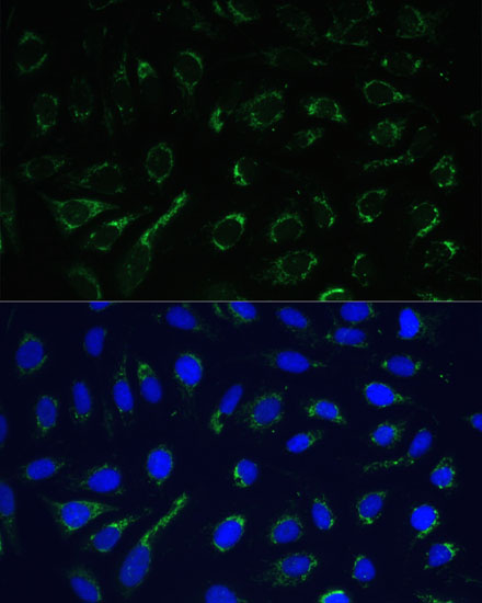 Immunofluorescence analysis of U-2 OS cells using IDH3A Polyclonal Antibody at dilution of  1:100. Blue: DAPI for nuclear staining.