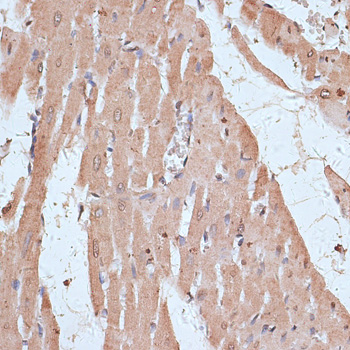 Immunohistochemistry of paraffin-embedded Rat heart using NFE2L1 Polyclonal Antibody at dilution of  1:100 (40x lens).