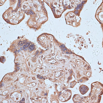 Immunohistochemistry of paraffin-embedded Human placenta using NFE2L1 Polyclonal Antibody at dilution of  1:100 (40x lens).