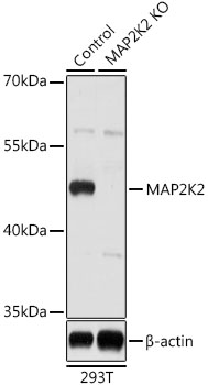 Western blot analysis of extracts from normal (control) and MAP2K2 knockout (KO) 293T cells using MAP2K2 Polyclonal Antibody at dilution of 1:1000.