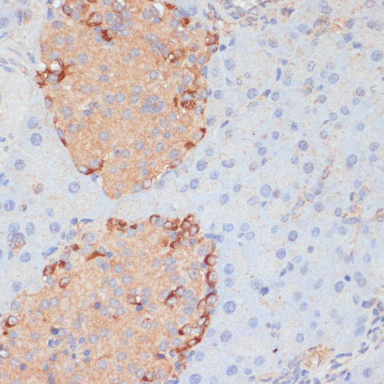 Immunohistochemistry of paraffin-embedded Mouse pancreas using PTPRN2 Polyclonal Antibody at dilution of  1:100 (40x lens).