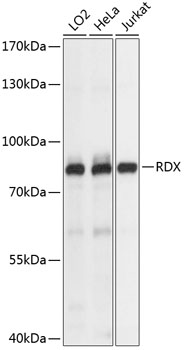 Western blot analysis of extracts of various cell lines using RDX Polyclonal Antibody at dilution of 1:1000.