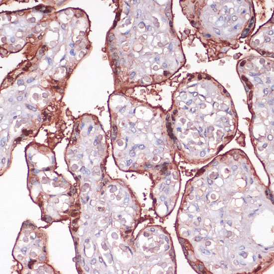 Immunohistochemistry of paraffin-embedded Human placenta using S100P Polyclonal Antibody at dilution of  1:100 (40x lens).