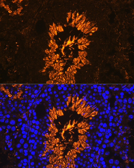 Immunofluorescence analysis of Mouse testis using AKAP4 Polyclonal Antibody at dilution of  1:100. Blue: DAPI for nuclear staining.