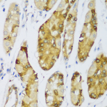 Immunohistochemistry of paraffin-embedded Human stomach using ERLIN1 Polyclonal Antibody at dilution of  1:100 (40x lens).