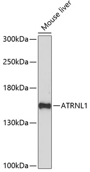 Western blot analysis of extracts of Mouse liver using ATRNL1 Polyclonal Antibody at dilution of 1:1000.