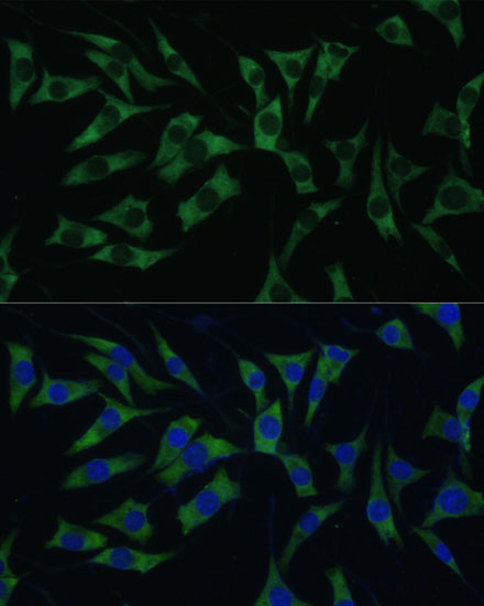 Immunofluorescence analysis of L929 cells using Polyclonal AntibodyPC1 Polyclonal Antibody at dilution of  1:100 (40x lens). Blue: DAPI for nuclear staining.