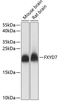 Western blot analysis of extracts of various cell lines using FXYD7 Polyclonal Antibody at dilution of 1:1000.