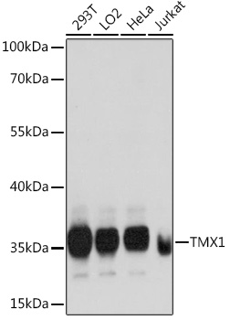 Western blot analysis of extracts of various cell lines using TMX1 Polyclonal Antibody at dilution of 1:1000.