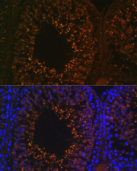 Immunofluorescence analysis of Rat testis using LDHAL6B Polyclonal Antibody at dilution of  1:100. Blue: DAPI for nuclear staining.