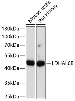 Western blot analysis of extracts of various cell lines using LDHAL6B Polyclonal Antibody at dilution of 1:1000.