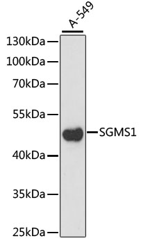 Western blot analysis of extracts of A-549 cells using SGMS1 Polyclonal Antibody at dilution of 1:1000.