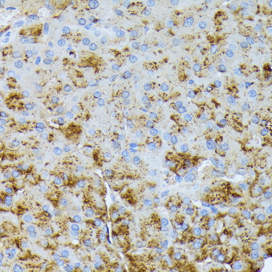 Immunohistochemistry of paraffin-embedded Mouse pancreas using CTRB1 Polyclonal Antibody at dilution of  1:100 (40x lens).