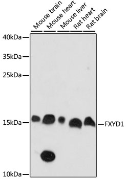 Western blot analysis of extracts of various cell lines using FXYD1 Polyclonal Antibody at dilution of 1:1000.