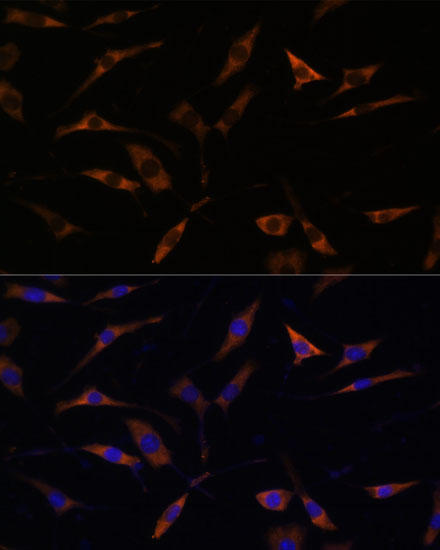 Immunofluorescence analysis of L929 cells using RPL28 Polyclonal Antibody at dilution of  1:100. Blue: DAPI for nuclear staining.