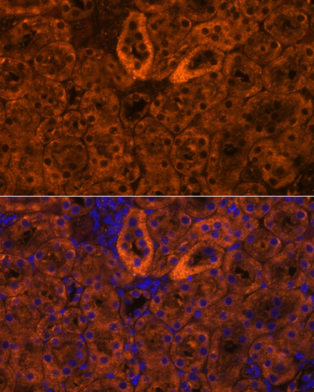 Immunofluorescence analysis of Mouse kidney using SCNN1G Polyclonal Antibody at dilution of  1:100. Blue: DAPI for nuclear staining.