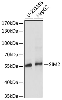 Western blot analysis of extracts of various cell lines using SIM2 Polyclonal Antibody at dilution of 1:1000.