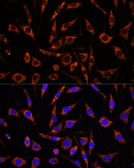 Immunofluorescence analysis of L929 cells using XK Polyclonal Antibody at dilution of  1:100. Blue: DAPI for nuclear staining.