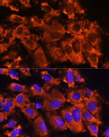 Immunofluorescence analysis of U-2 OS cells using XK Polyclonal Antibody at dilution of  1:100. Blue: DAPI for nuclear staining.