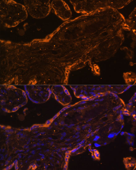 Immunofluorescence analysis of Human placenta using BRE Polyclonal Antibody at dilution of  1:100 (40x lens). Blue: DAPI for nuclear staining.