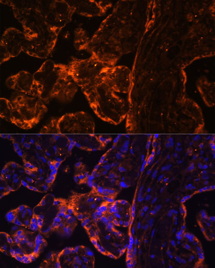 Immunofluorescence analysis of Human placenta using BRE Polyclonal Antibody at dilution of  1:100 (40x lens). Blue: DAPI for nuclear staining.