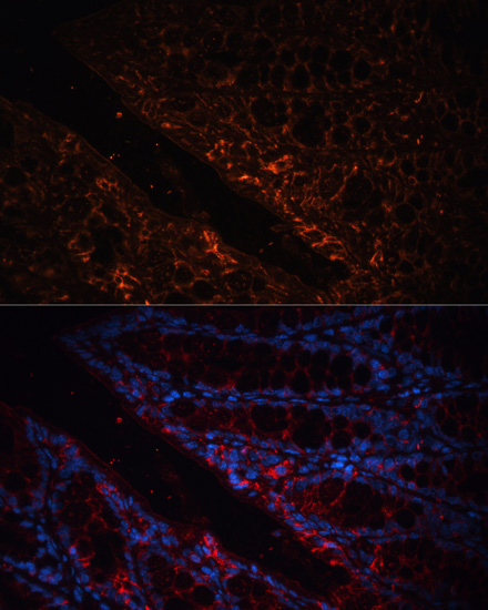 Immunofluorescence analysis of Mouse colon using GPA33 Polyclonal Antibody at dilution of  1:100. Blue: DAPI for nuclear staining.