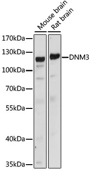 Western blot analysis of extracts of various cell lines using DNM3 Polyclonal Antibody at dilution of 1:1000.