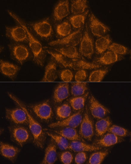 Immunofluorescence analysis of HeLa cells using PYCR2 Polyclonal Antibody at dilution of  1:100. Blue: DAPI for nuclear staining.