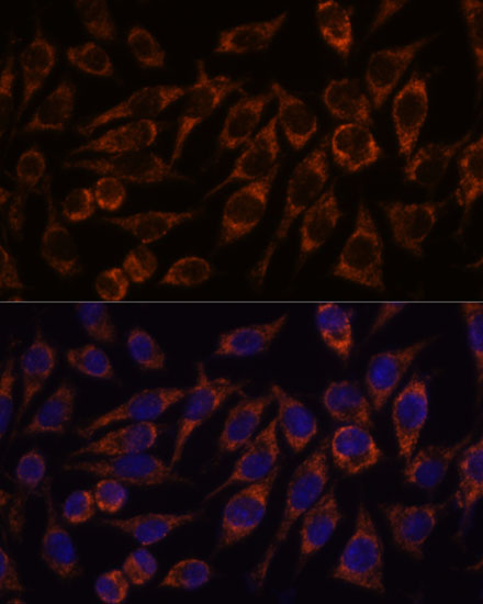 Immunofluorescence analysis of L929 cells using PYCR2 Polyclonal Antibody at dilution of  1:100. Blue: DAPI for nuclear staining.