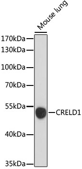 Western blot analysis of extracts of Mouse lung using CRELD1 Polyclonal Antibody at dilution of 1:1000.