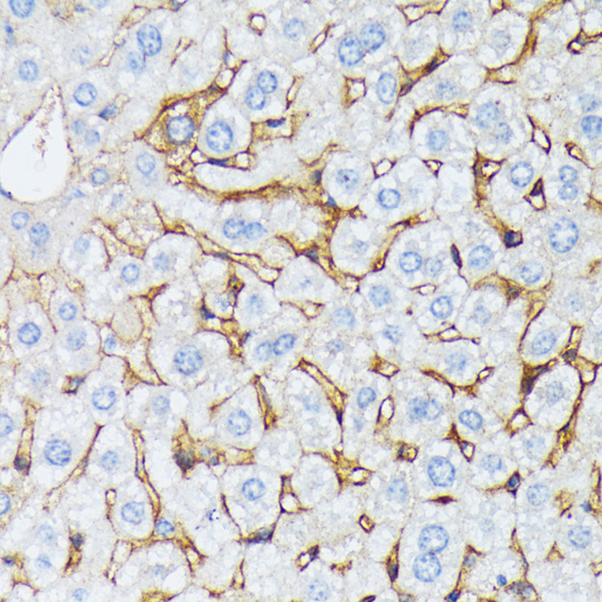 Immunohistochemistry of paraffin-embedded Mouse liver using CTNNA2 Polyclonal Antibody at dilution of  1:100 (40x lens).