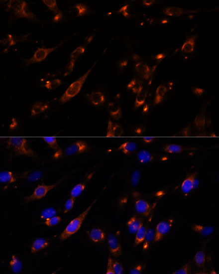 Immunofluorescence analysis of C6 cells using PTP4A2 Polyclonal Antibody at dilution of  1:100. Blue: DAPI for nuclear staining.