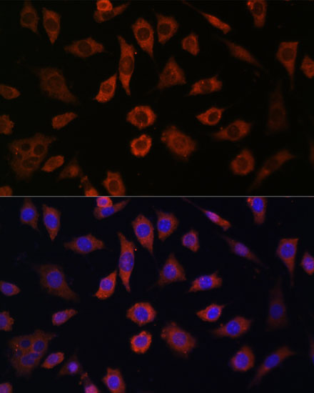 Immunofluorescence analysis of L929 cells using CYTH1 Polyclonal Antibody at dilution of  1:100. Blue: DAPI for nuclear staining.