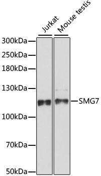 Western blot analysis of extracts of various cell lines using SMG7 Polyclonal Antibody at dilution of 1:1000.
