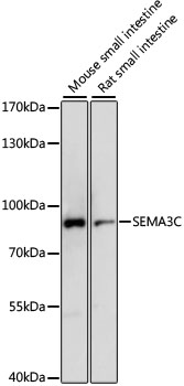 Western blot analysis of extracts of various cell lines using SEMA3C Polyclonal Antibody at dilution of 1:1000.