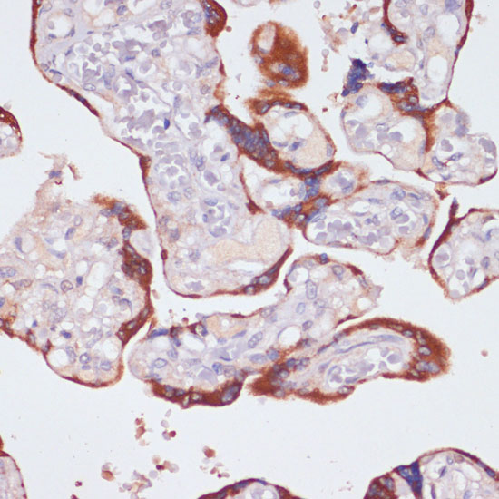 Immunohistochemistry of paraffin-embedded Human placenta using NFAT2 Polyclonal Antibody at dilution of  1:200 (40x lens).