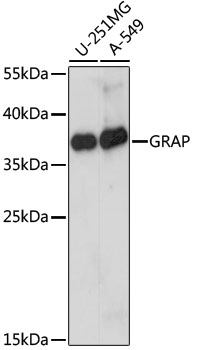 Western blot analysis of extracts of various cell lines using GRAP Polyclonal Antibody at dilution of 1:1000.