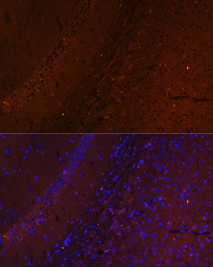 Immunofluorescence analysis of Mouse brain using RUSC1 Polyclonal Antibody at dilution of  1:100. Blue: DAPI for nuclear staining.