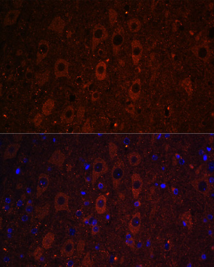 Immunofluorescence analysis of Mouse brain using RUSC1 Polyclonal Antibody at dilution of  1:100. Blue: DAPI for nuclear staining.