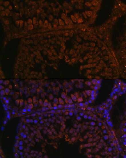 Immunofluorescence analysis of Rat testis using TPD52L3 Polyclonal Antibody at dilution of  1:100. Blue: DAPI for nuclear staining.