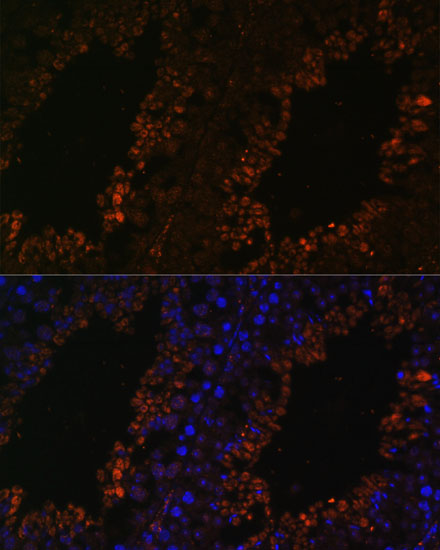 Immunofluorescence analysis of Mouse testis using TPD52L3 Polyclonal Antibody at dilution of  1:100. Blue: DAPI for nuclear staining.