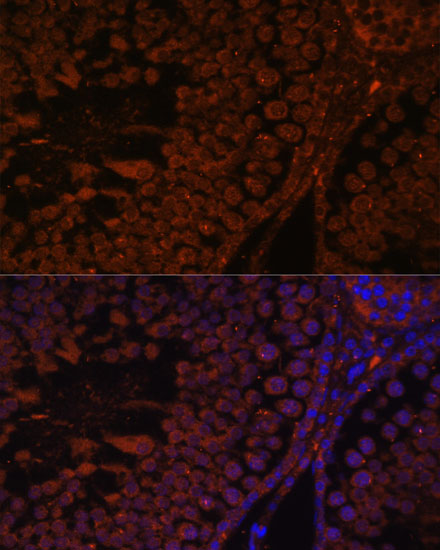 Immunofluorescence analysis of Rat testis using TPD52L3 Polyclonal Antibody at dilution of  1:100. Blue: DAPI for nuclear staining.