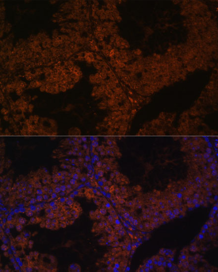 Immunofluorescence analysis of Mouse testis using TPD52L3 Polyclonal Antibody at dilution of  1:100. Blue: DAPI for nuclear staining.