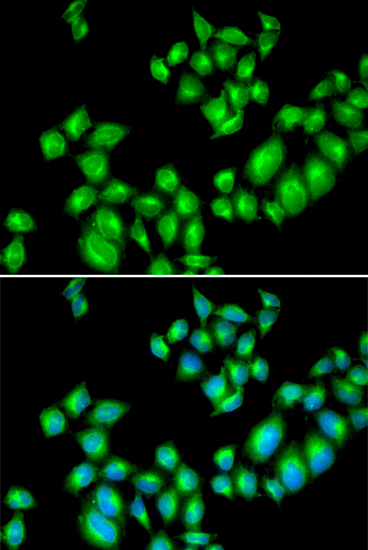 Immunofluorescence analysis of U2OS cells using DRD3 Polyclonal Antibody