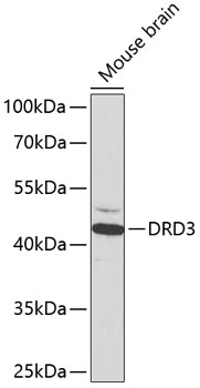Western blot analysis of extracts of Mouse brain using DRD3 Polyclonal Antibody at dilution of 1:1000.