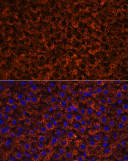 Immunofluorescence analysis of Rat liver using Factor IX / F9 Polyclonal Antibody at dilution of  1:100 (40x lens). Blue: DAPI for nuclear staining.