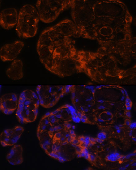 Immunofluorescence analysis of Human placenta using Factor IX / F9 Polyclonal Antibody at dilution of  1:100 (40x lens). Blue: DAPI for nuclear staining.