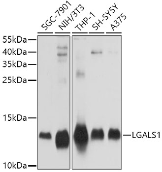 Western blot analysis of extracts of various cell lines using LGALS1 Polyclonal Antibody at dilution of 1:1000.