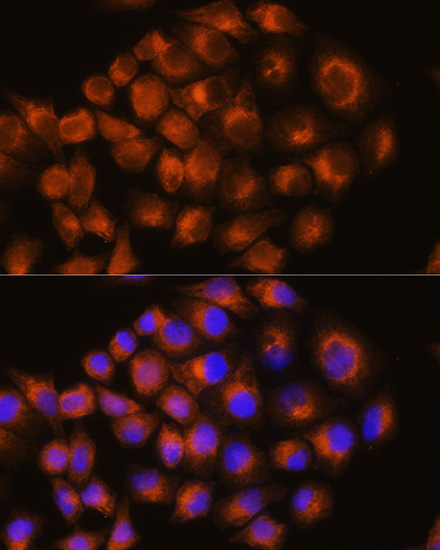 Immunofluorescence analysis of HeLa cells using ADORA2A Polyclonal Antibody at dilution of  1:100. Blue: DAPI for nuclear staining.